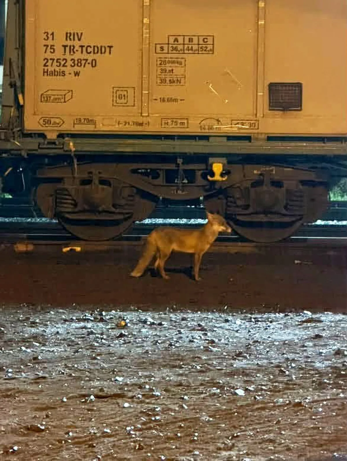Uzmanlar Muratlı'da tren istasyonu yakınında görülen tilki nedeniyle uyardı
