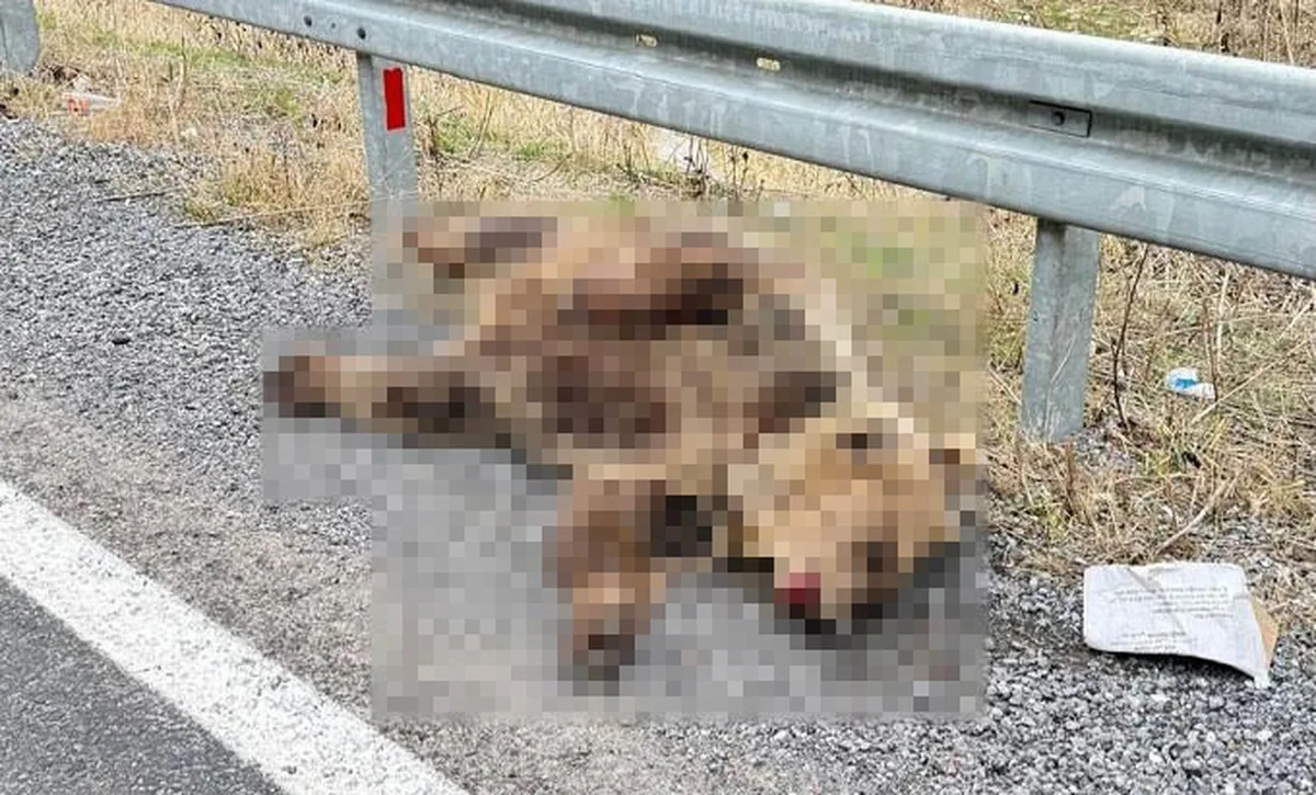Erzincan-Refahiye yolunda ayının aracın çarpmasıyla telef olduğu değerlendiriliyor