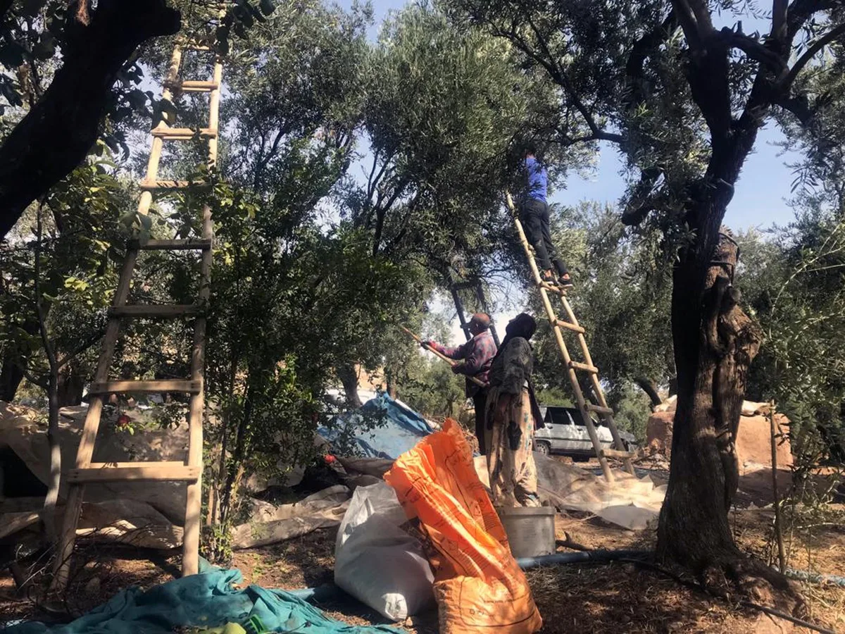 Mardin Derik'te tescilli zeytin hasadı başladı, sofralık kilosu 400 liradan satılıyor
