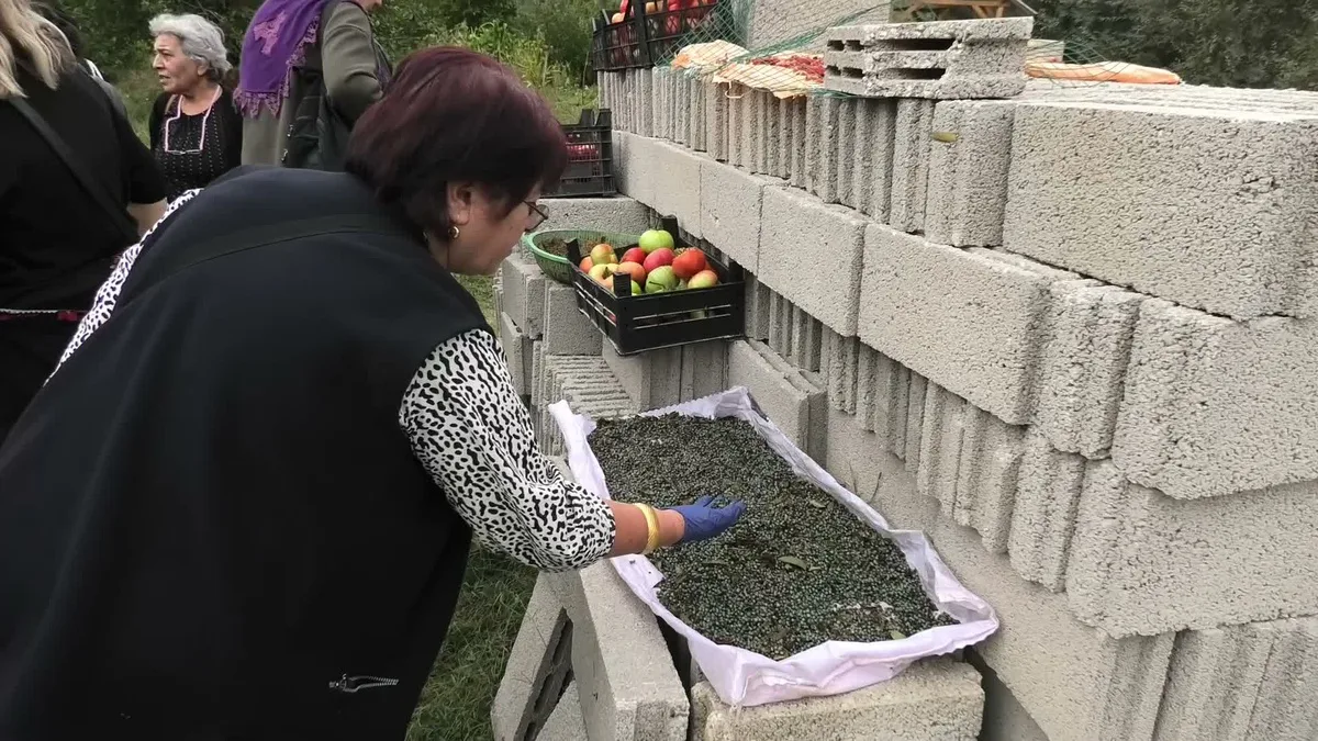 Yozgat'ta doğal yetişen menengiç toplanıp kahve ve çerez olarak tüketiliyor