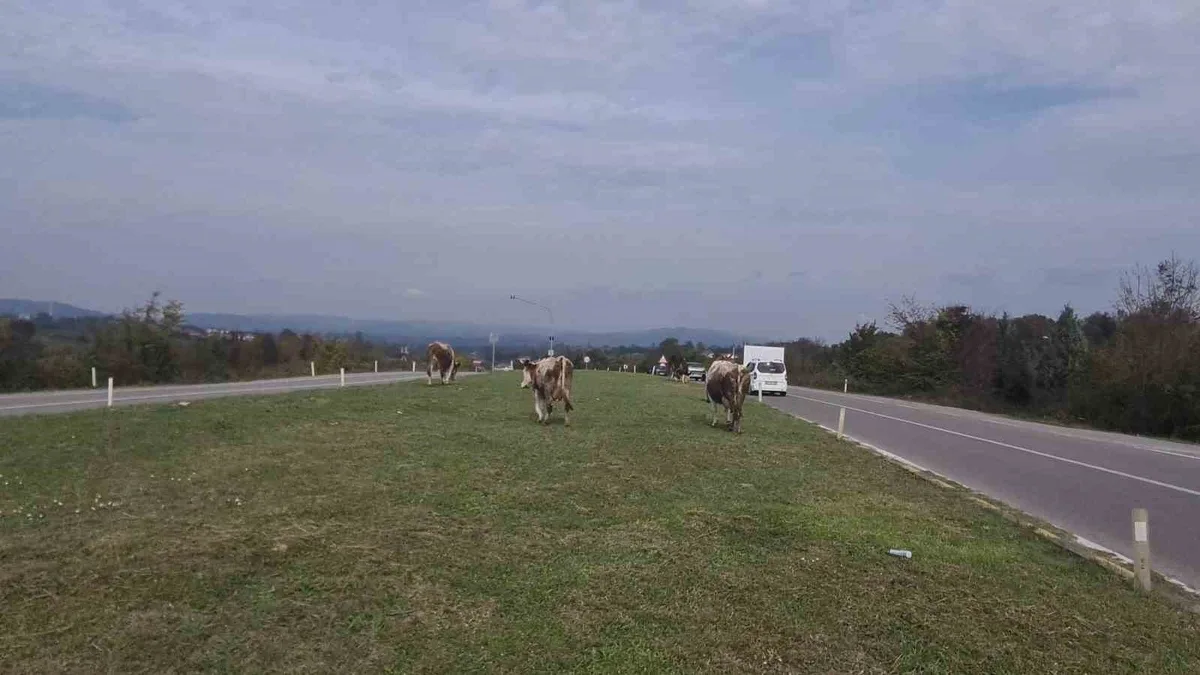 Zonguldak Çaycuma'da başıboş hayvanlar 3 araçlı kazadan sonra yine yola çıktı