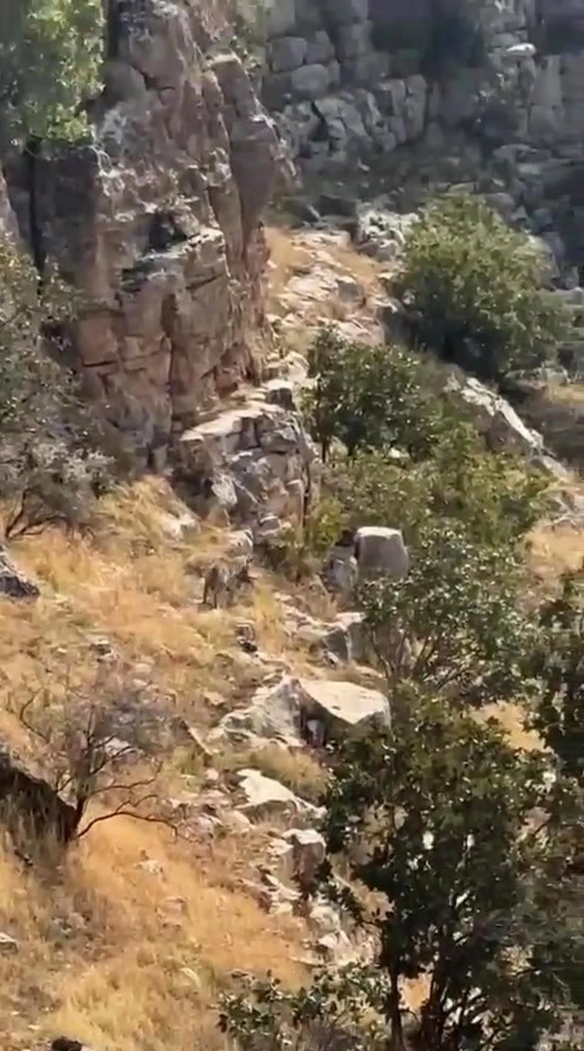 Batman Gercüş'te nesli tükenme tehlikesi altındaki çizgili sırtlan görüntülendi