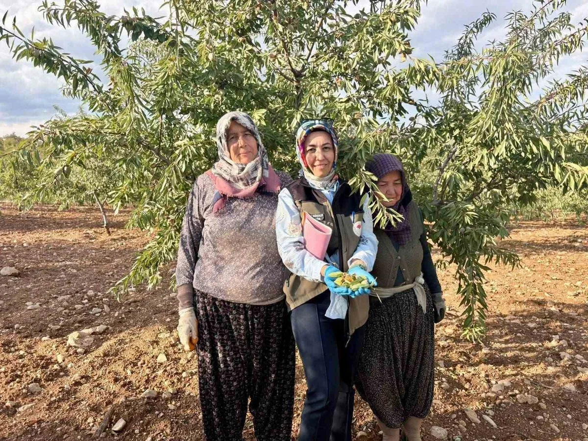 Afyonkarahisar'da meyve bahçelerinde Xylella fastidiosa için saha kontrolü yapıldı