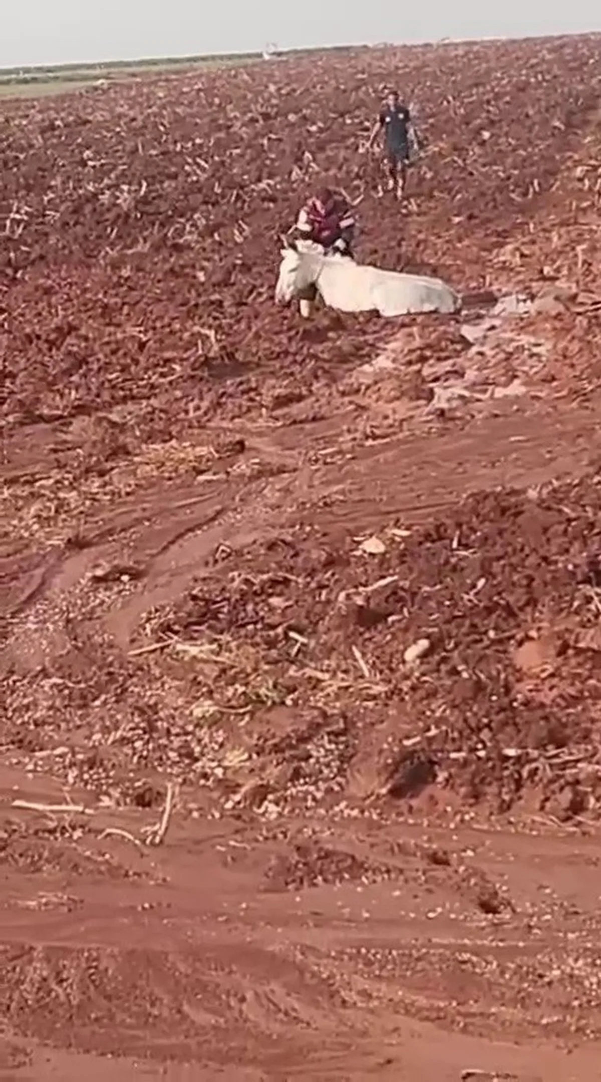 Hatay Reyhanlı'da çamura saplanan eşek, itfaiye ekiplerince sahibine teslim edildi
