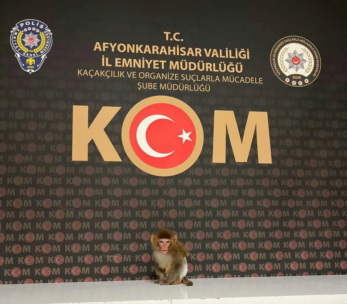 Afyonkarahisar'da evde beslenen Rhesus Makak cinsi maymun koruma altına alındı