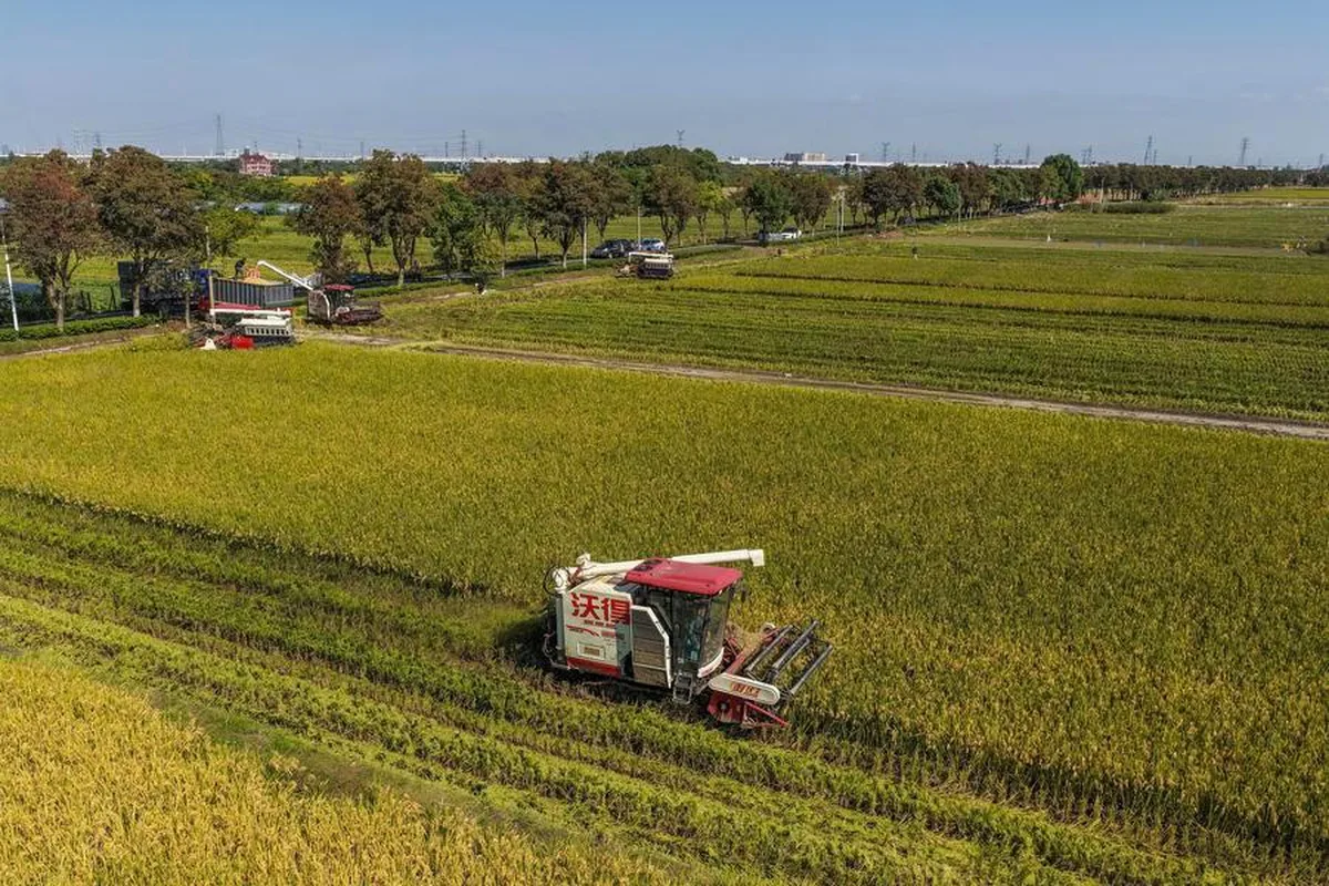 Çin'in Jiaxing kentinde 9 bin 333 hektarda çeltik hasadı başladı