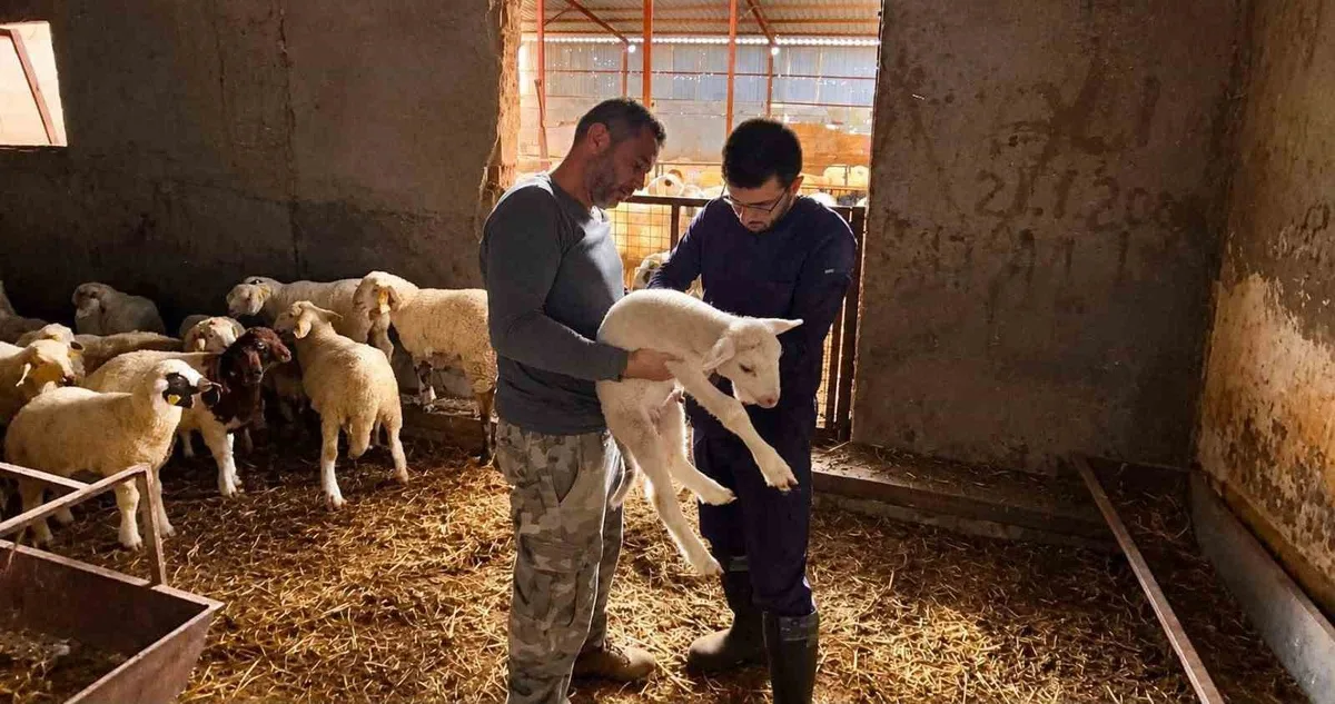 Afyonkarahisar'da küçükbaş hayvanlara aşılama ve kimliklendirme çalışmaları sürüyor