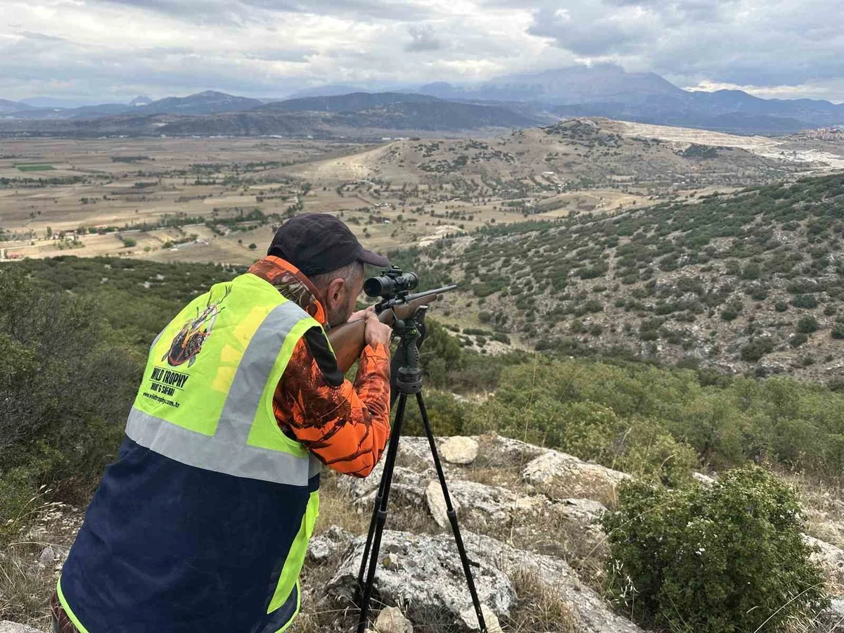 Isparta'da yaban domuzu sürek avında avcılar 47 domuzu vurdu