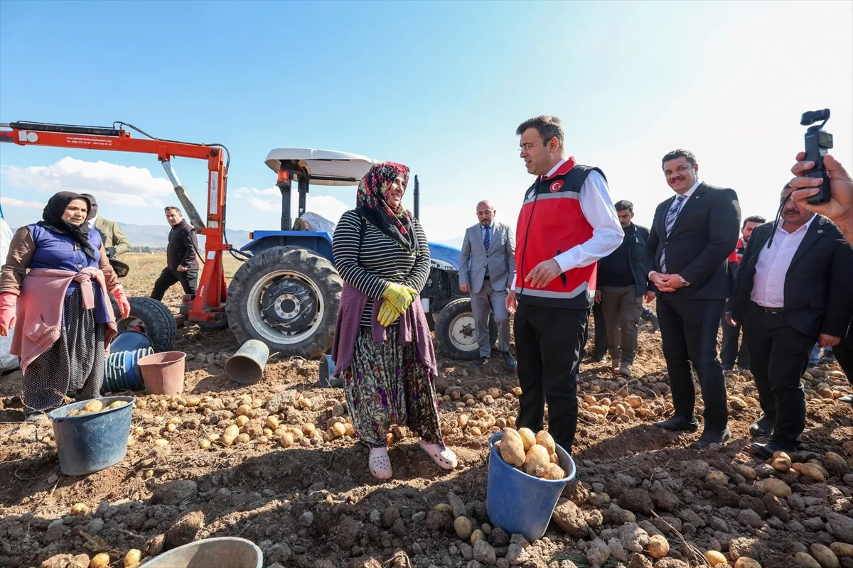 Niğde Çiftlik'te yerli patates çeşitlerinin hasadına Vali Akmeşe katıldı