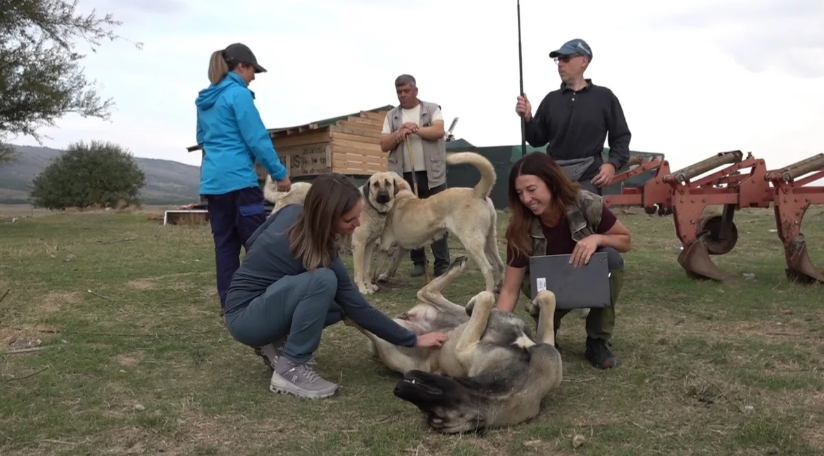 İtalya'dan gelen 10 kişilik ekip Eskişehir'de Türk çoban köpeklerini 1 ay inceledi
