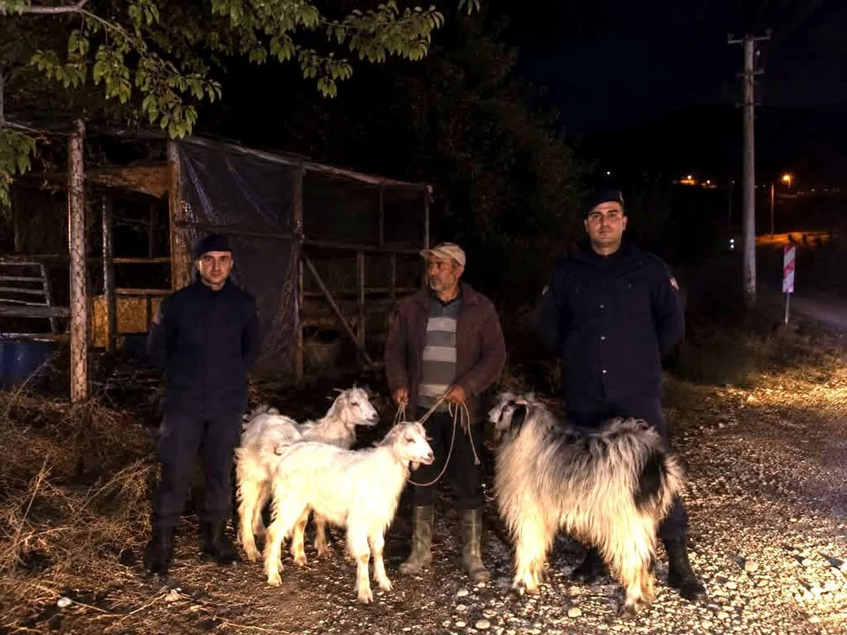 Bilecik Söğüt'te jandarma devriyesi kayıp 5 küçükbaş hayvanı buldu
