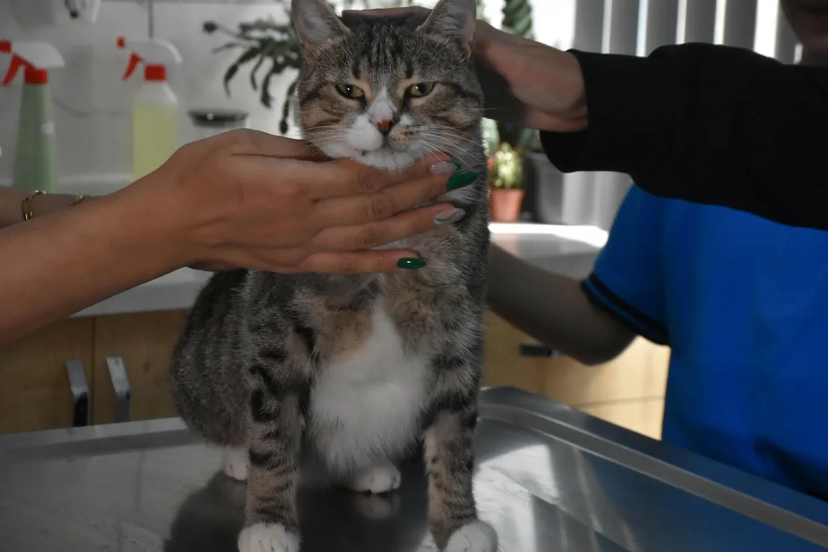 İzmir Çiğli'de öğrenciler, kedi Kurabiye'nin 22 bin liralık tedavisine destek oldu
