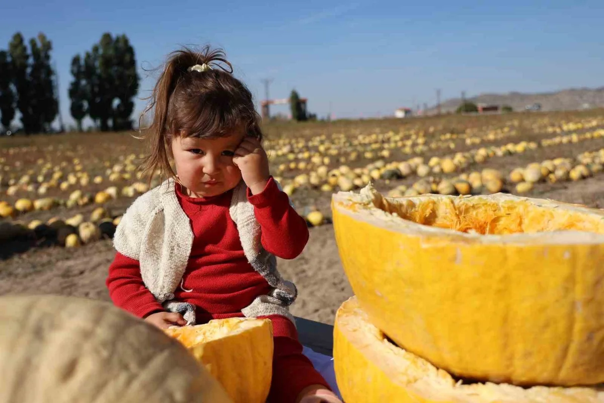 Nevşehir'de 405 bin dekarda coğrafi işaretli kabak çekirdeği hasadı yapıldı