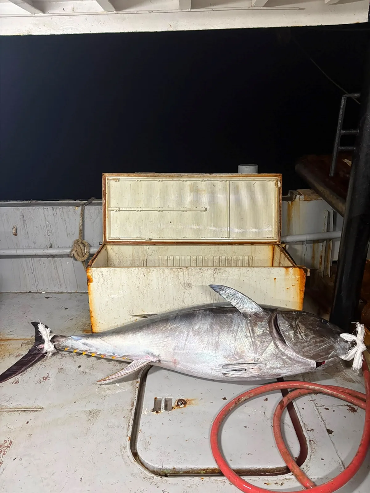 Enezli balıkçılar Saros Körfezi'nde 2 metre boyunda 175 kilogramlık orkinos yakaladı