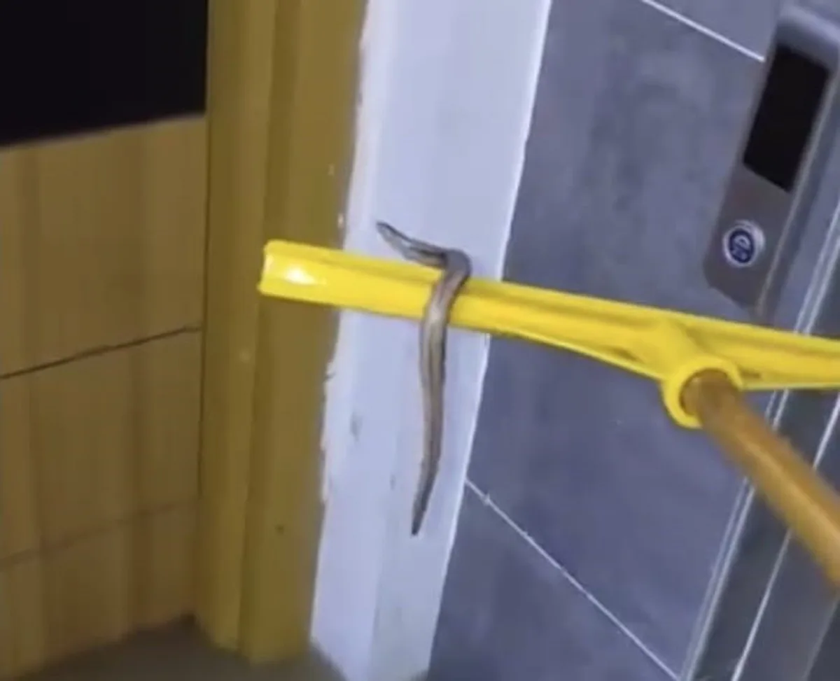 Arnavutköy'de su basan bodrumda yılanı gören vatandaşlar çek pasla dışarı çıkardı