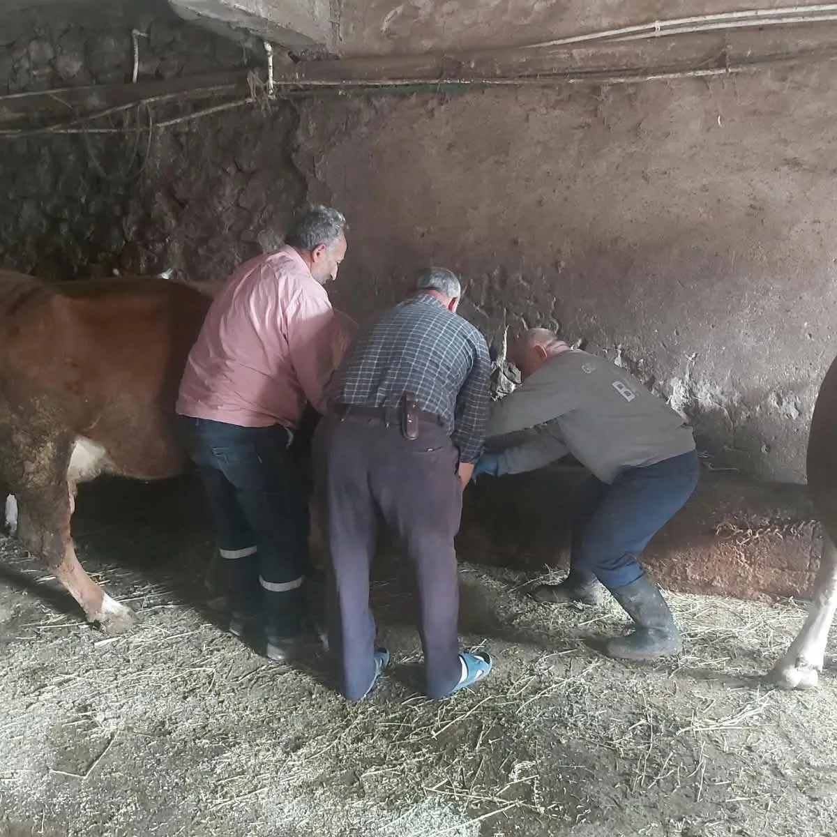 Bayburt Aydıntepe'de Tarım ekipleri yavru atık bildirimi sonrası küpe kontrolü yaptı