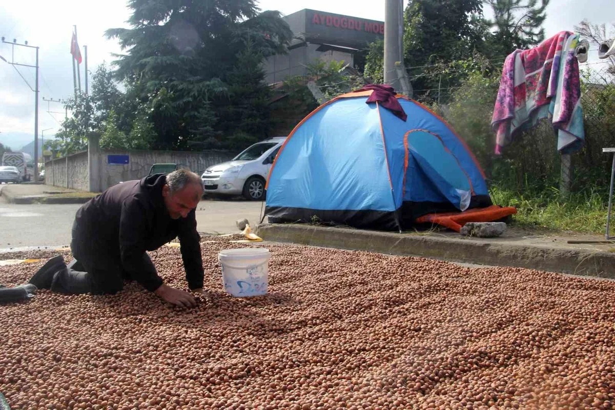 Ordu'da yağış fındık kurutmayı zorlaştırdı, bazı üreticiler çadırda nöbet tutuyor
