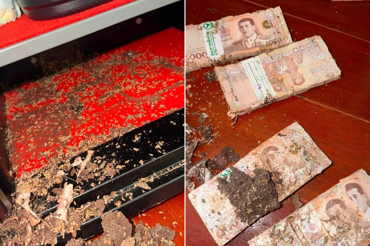 Kasayı açınca hayatının şokunu yaşadı! 1,4 milyon TL’lik birikimini böcekler kemirdi