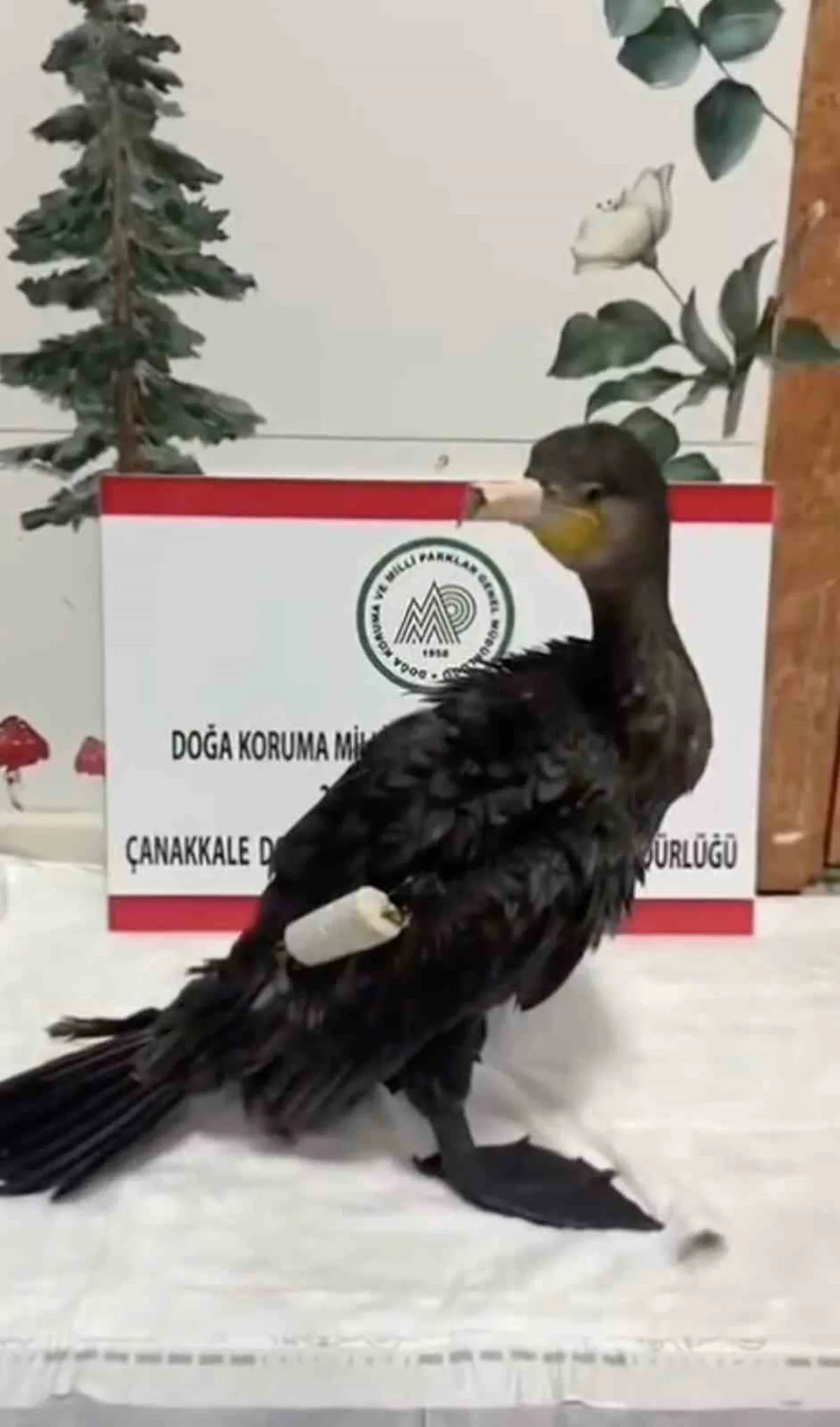 Çanakkale'de kanadına olta misinası dolanan karabatak tedavi edilip doğaya salındı