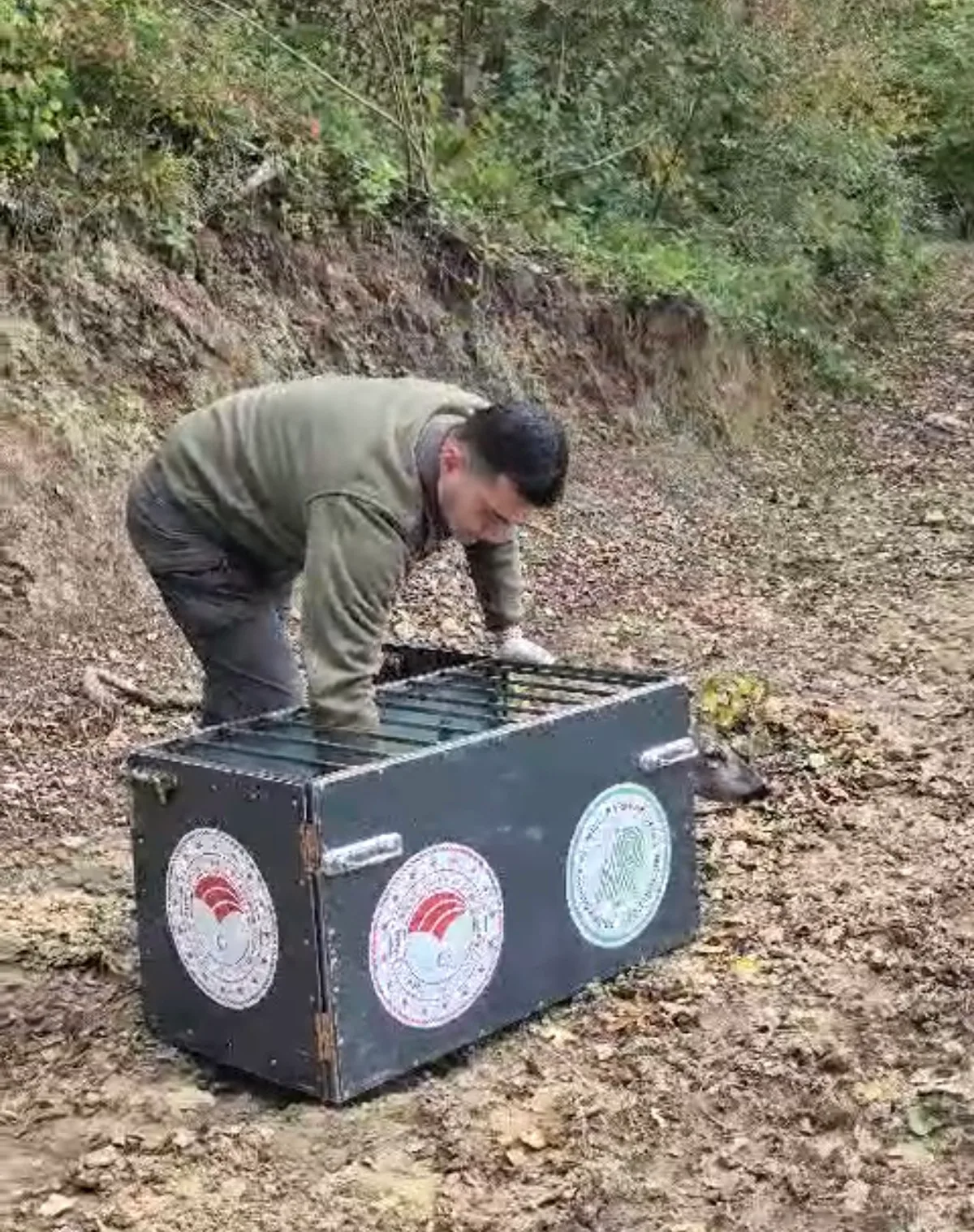 Bartın'da otomobilin çarptığı 3 yaşındaki karaca 3 günlük tedaviyle doğaya salındı