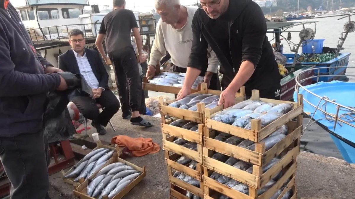 Şile'de palamut bolluğu yaşanıyor, kasası 600 liradan alıcı buluyor