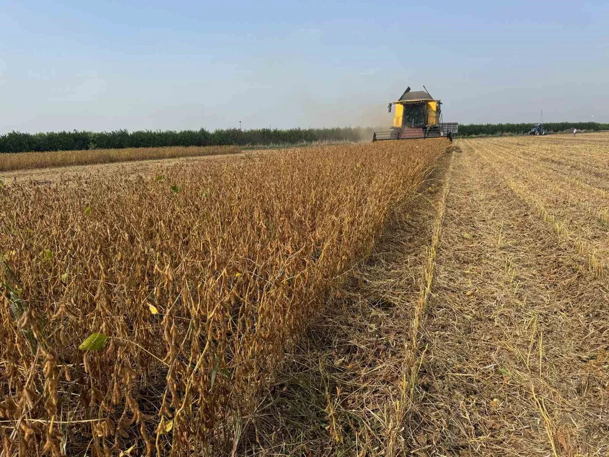 Adana'da 2026 soya hasadında biçerdöver ücretleri düz 350, kırıcılı 370 TL oldu