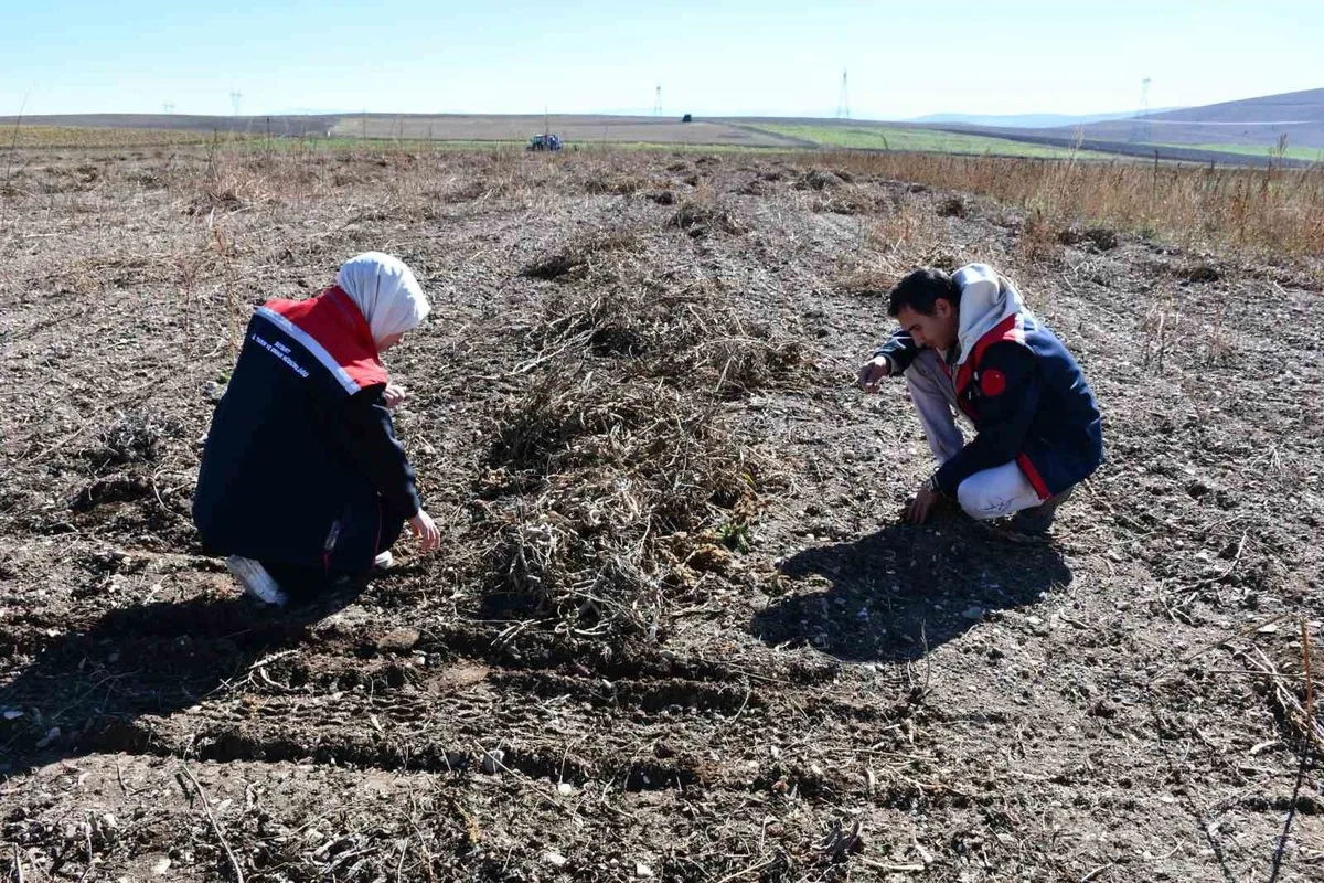 Bayburt'ta fasulye hasadında İl Tarım ve Orman Müdürlüğü dane kaybını kontrol etti