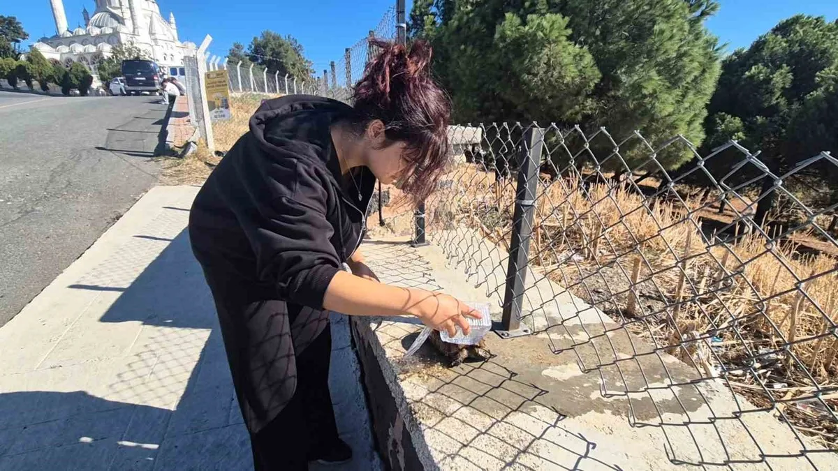 Tekirdağ Süleymanpaşa'da alevler arasında kalan kaplumbağayı itfaiye kurtardı
