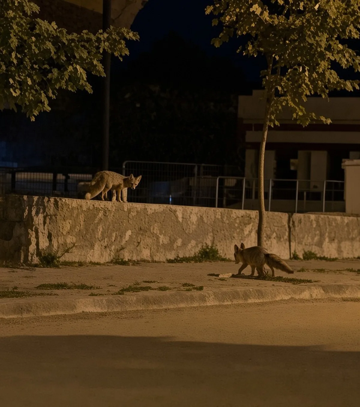 Erzincan'da iki tilki 13 Şubat Şehir Stadyumu çevresinde yiyecek ararken görüntülendi