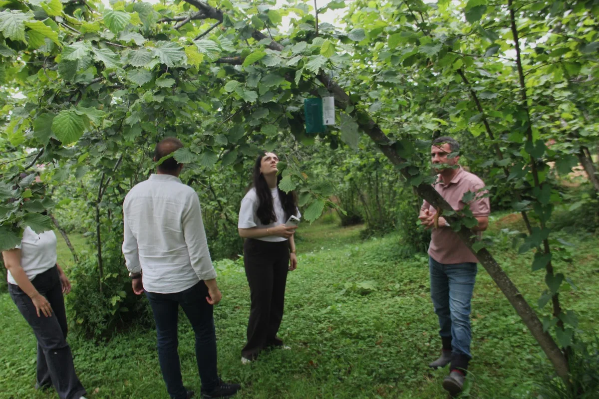 Karadeniz'de fındığı tehdit eden istilacı zararlılar 15 istasyonla takip edilecek